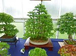 Scottish_Bonsai_Show_2012